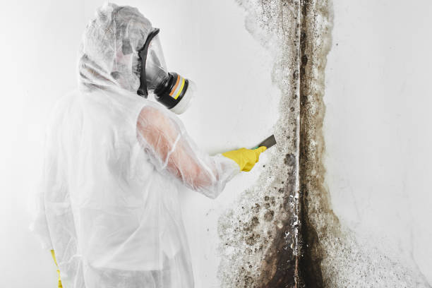 Best Best Mold Removal Companies  in Peabody, KS