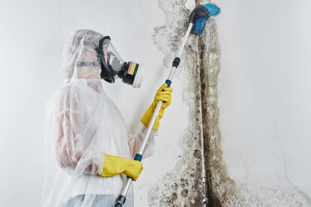 Trusted Peabody, KS Mold Removal Experts