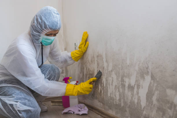 Best Attic Mold Removal  in Peabody, KS