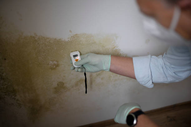 Best Same-Day Mold Removal  in Peabody, KS