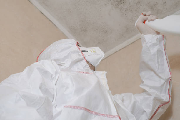 Office Mold Removal Services in Peabody, KS