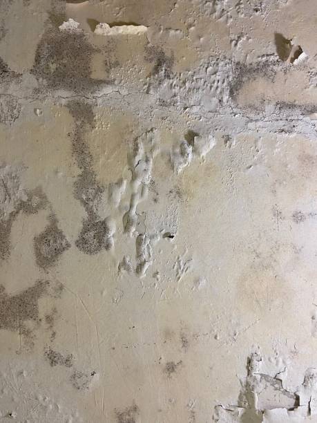 Best Water Damage Restoration  in Peabody, KS