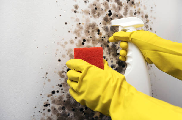 Best Residential Mold Removal  in Peabody, KS