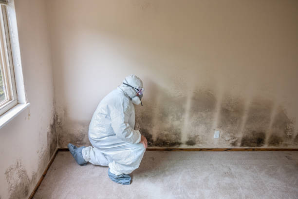 Best Professional Mold Removal  in Peabody, KS