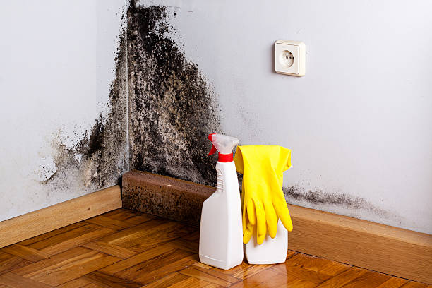 Best Mold Testing  in Peabody, KS