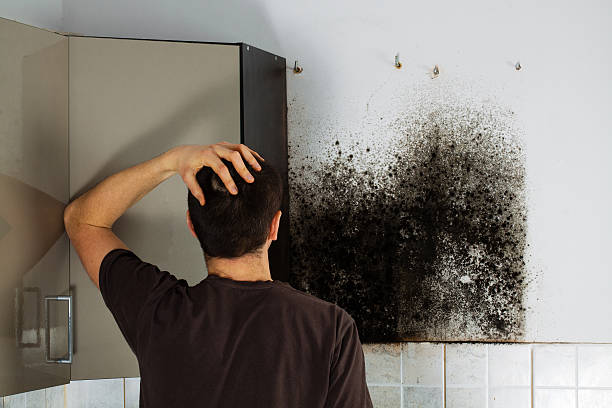 Best Mold Testing  in Peabody, KS
