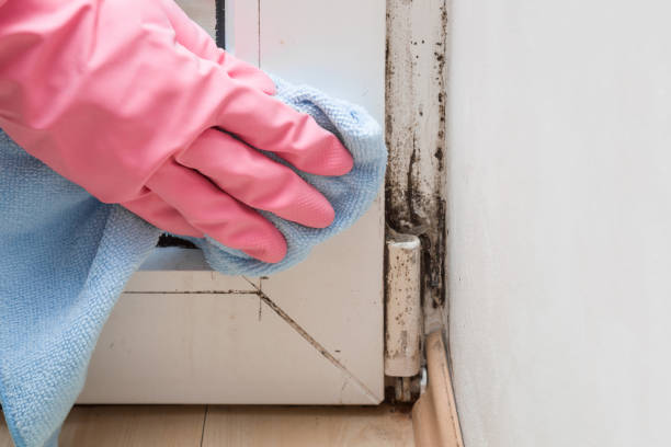 Best Toxic Mold Removal  in Peabody, KS
